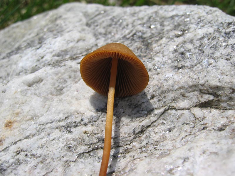 Val Cama - Canton Ticino (Svizzera)